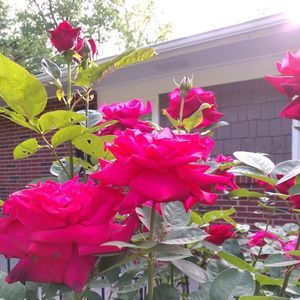 Meet your Posher, Maricela